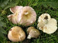 Russula grisea image