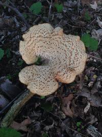 Polyporus squamosus image