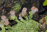 Baeomyces heteromorphus image