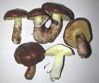 Suillus luteus image