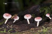 Mycena roseoflava image