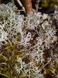 Cladonia rangiferina image