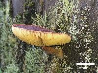 Image of Gymnopilus purpuratus