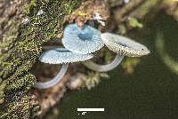 Mycena interrupta image