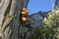 Pholiota aurivella image