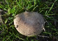 Agaricus cupreobrunneus image