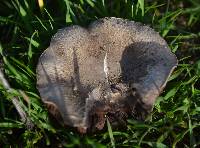 Agaricus cupreobrunneus image