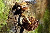 Pholiota aurivella image