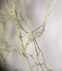 Ramalina menziesii image