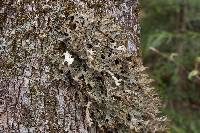 Lobaria pulmonaria image