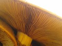 Gymnopilus junonius image