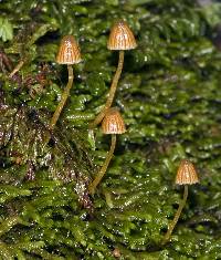 Galerina austrocalyptrata image