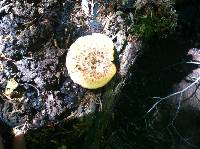 Polyporus squamosus image