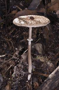 Macrolepiota clelandii image