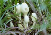 Leucocoprinus fragilissimus image