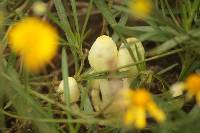 Leucocoprinus fragilissimus image