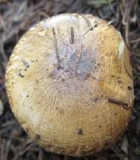 Suillus granulatus image