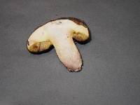 Suillus granulatus image