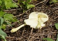 Leucocoprinus fragilissimus image