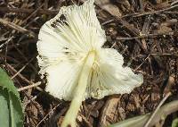 Leucocoprinus fragilissimus image