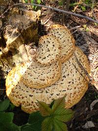 Polyporus squamosus image