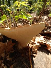 Polyporus squamosus image