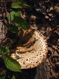Polyporus squamosus image