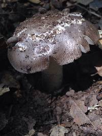 Amanita vaginata image