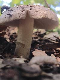 Amanita vaginata image