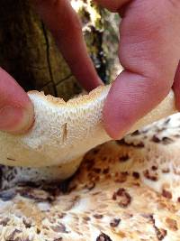 Polyporus squamosus image