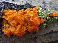 Tremella mesenterica image