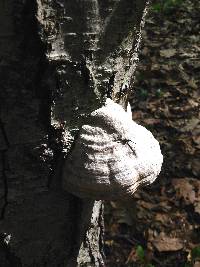 Fomes fomentarius image