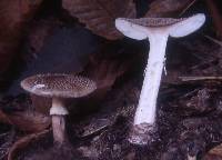 Amanita rubescens image