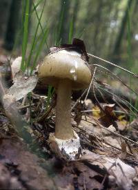 Amanita phalloides image