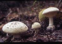 Amanita phalloides image