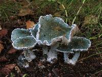 Image of Stropharia caerulea