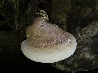 Piptoporus betulinus image