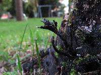 Xylaria hypoxylon image