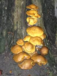 Gymnopilus junonius image