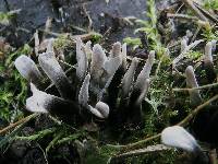 Xylaria hypoxylon image