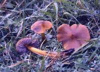 Hygrocybe conica image