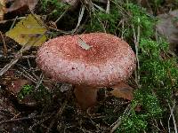 Lactarius torminosus image