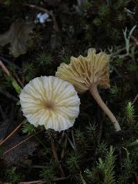 Lichenomphalia umbellifera image