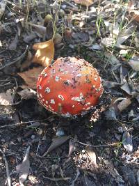 Amanita muscaria image