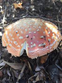 Amanita muscaria image