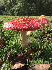 Amanita muscaria image