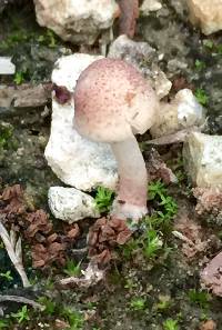 Leucoagaricus americanus image