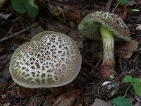 Boletus porosporus image