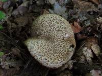 Boletus porosporus image