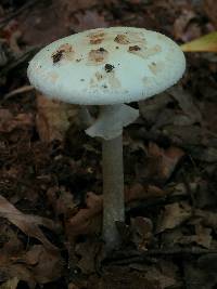 Amanita phalloides image